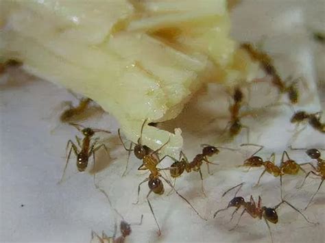 家裡出現很多螞蟻 大三元意思